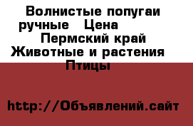 Волнистые попугаи ручные › Цена ­ 1 200 - Пермский край Животные и растения » Птицы   